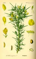 gorse ، furze , whin